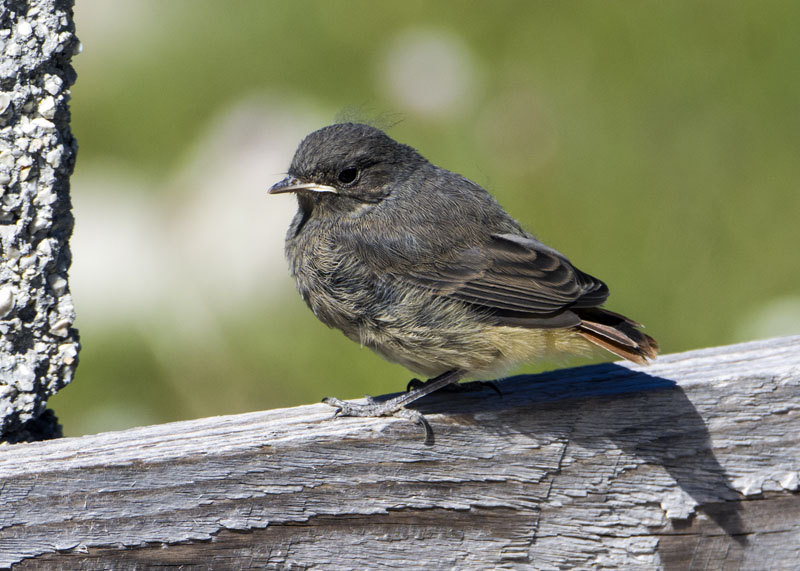 Giovane Codirosso spazzacamino - Phoenicurus ochruros